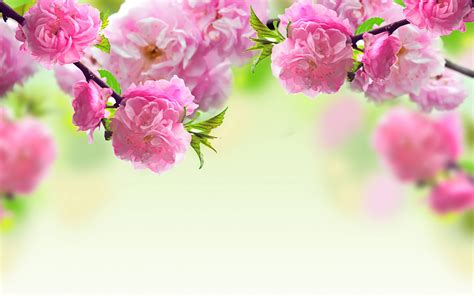 background flower wallpaper|free floral background for photoshop.